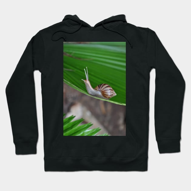 Snail Hoodie by gdb2